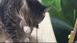 淡定老猫上桌偷肉，偷到肉就往下扔给小猫，主人气得哭笑不得