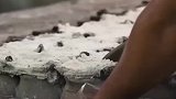 最贵的恐龙蛋盐