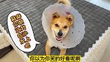 中华田园犬偷上沙发，看到主人后即撒娇又卖萌，脸上乐开了花！