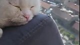 猫:不听不听,王八念经!