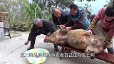 高压电“瞬间”将猪击杀，没有丝毫痛苦就完事了，走得很安祥！