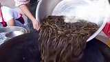 大铁锅洗泥鳅，一勺盐下去泥鳅很沸腾