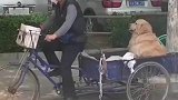 女子偶然拍到幸福一幕，被大爷误以为要偷狗