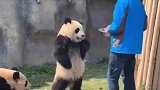 日本人对熊猫有多喜欢，爱的越深嘴越犟，大熊猫香香被他们宠上天