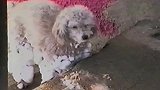 狗狗太爱雪天了，腿上直接冻成雪堆了，真奇葩呀！