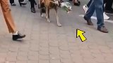 狗刁着鲜花送别它的主人