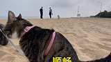 最美兄妹情 哈哥猫妹