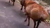 羊羊公路上太魔性了