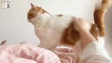 加菲猫每天叫主人起床给它拍屁股