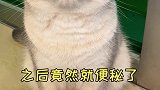 完了，我家猫这是彻底误会了猫萌宠出道计划剧情剧情反转动物故事创编