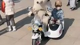 萨摩耶在小区内开玩具三轮车带着小主人兜风