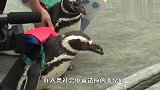 企鹅不在动物园待着，竟跑去幼儿园上学，成精了吗？