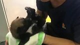 最高待遇！消防救下6只小奶狗给它们做了全套SPA