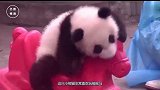 7只熊猫宝宝集体越狱，不知道是谁大吼一声，吓得翻回了框里