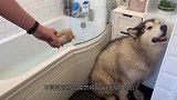 主人一说要洗澡了，花豹就乖乖的爬进浴缸，这也太可爱了吧