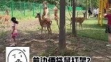 两只梅花鹿在景区打架，路人远看误以为是两只袋鼠