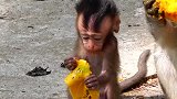 小猴马丁吃芒果真“猴急”，注意看它的动作，看完千万别笑