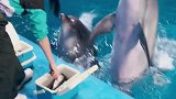 抖到蓬莱八仙过海 小海豚 才艺展示