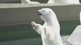 北极熊模仿人类拜拜手势，举手投足之间展示对自由的渴望！