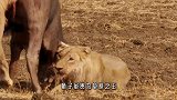 年轻的狮子猎杀野牛很危险，强壮的野牛能轻易杀死一头狮子！