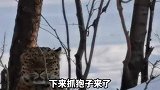 司机开车进山偶遇野生豹子“之前只听说有人见过”