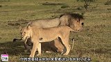 公狮子斗不过母狮子呀，没办法她们是群殴，打不过也正常
