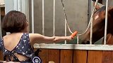 美女准备与马儿共进晚餐，这下马儿高兴坏了