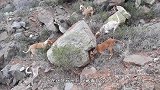 数十只猎犬捕猎一只鹿，多只失足坠崖，主人：心在“滴血”