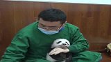 熊猫宝宝：我跟你讲，本宝宝也是有脾气的，你最好别惹我哼！