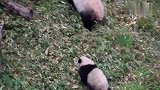 这一通乱rua，根本无力招架啊！