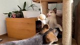 德国牧羊犬试图偷小猫的玩具！双方打了起来