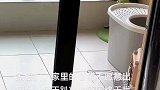 公猫天天趴在阳台看母猫，原来猫猫也是喜欢美的啊