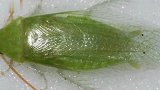 世界上最干净的蟑螂全身绿色只吃素
