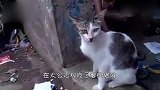 猫咪被公鸡揍了一顿，气不过找母鸡出气，结果母鸡也不是好惹的！