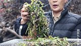 九九凉拌春芽，看着以为是牛吃草，九九嚼了又嚼可香了