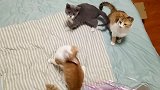 铲屎官养了四只猫，三只大猫时常欺负小猫。