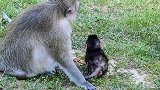 小肥猴朝着母猴咆哮，企图咬母猴，胆儿真肥！