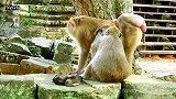 猴妈都很难过，一切结束了，命运的玩笑很残酷