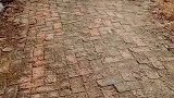 猫：妈妈叫我干啥，回家吃饭了么！