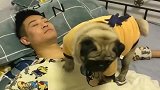 巴哥故意把屁股对准主人，放了个屁！