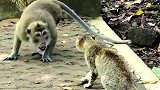 小猴子玩得正高兴，下一秒铁门重重砸在脑袋上，猴妈妈顿时急坏了