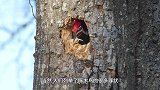 啄木鸟“鸟设崩塌”看完视频出离愤怒，真不是正经鸟！