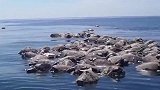 300只海龟“暴毙”在海面，因为遇到“鬼网”！