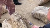 大哥户外捡来的玉石，敲开以后观看内部结构，见绿就要发大财了！