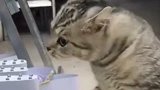猫咪你昨晚干什么去了，怎么你身上有她的香水味