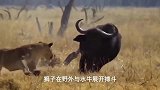 狮子用相同的办法，两次狩猎水牛，水牛但没办法面对成群狮子！