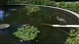 苍鹭准备打劫野鸭子，结果被野鸭子追着打