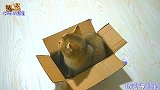 主人以为小猫迷恋他才不愿离去，没想到小猫的反应让他郁闷了