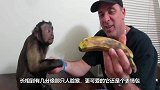 世上最幽默的猴子，长得非常有喜感，吃出各种表情包