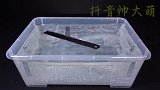 科普  物理  数学  表面张力能让铁尺负载水面上